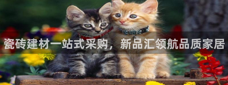 杏鑫官方app代理